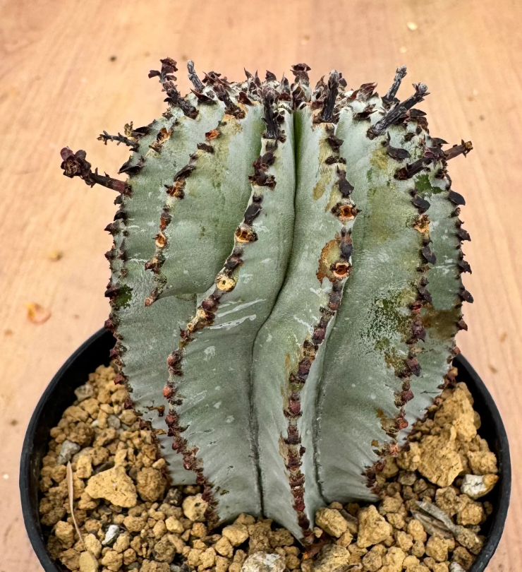 Euphorbia polygona 5 Seeds