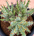 Aloe erinacea 10 Seeds