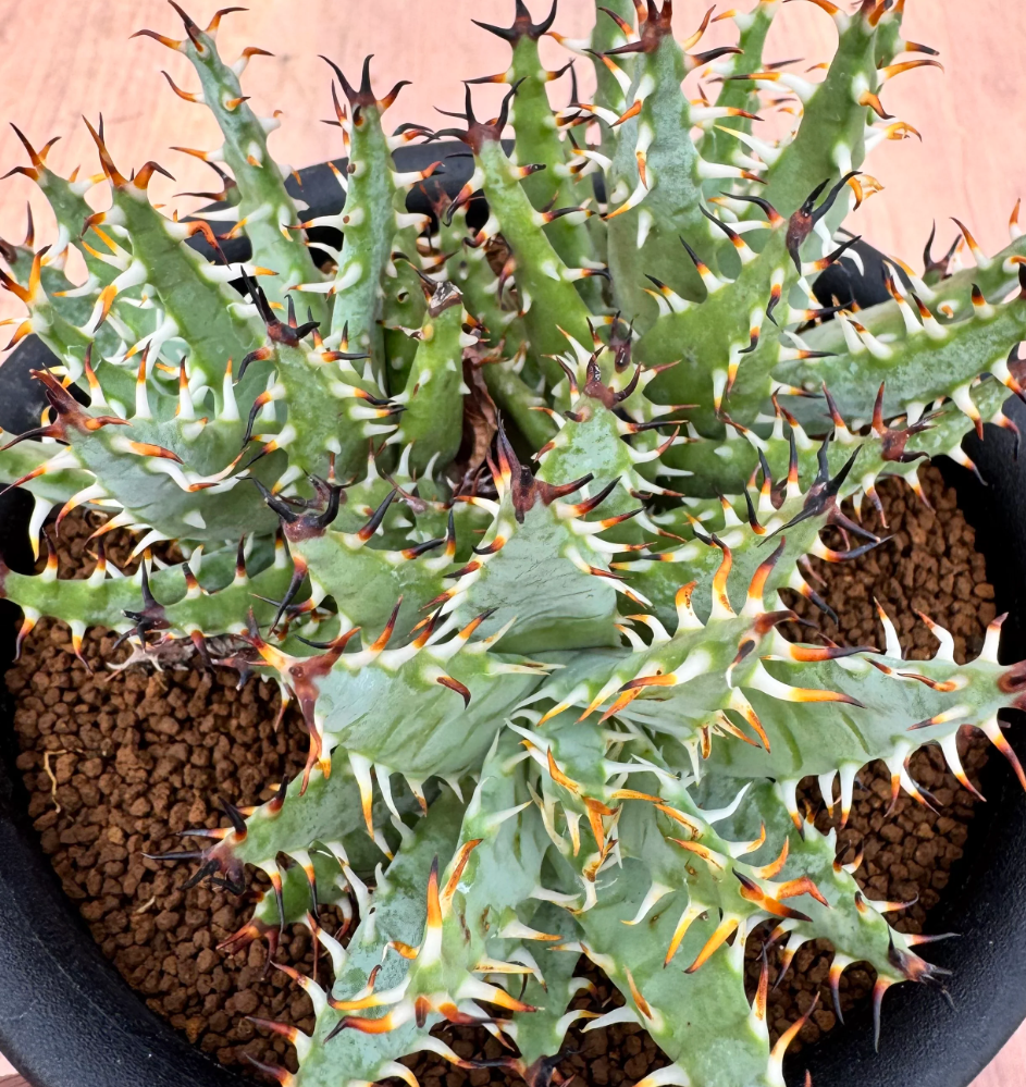 Aloe erinacea 10 Seeds