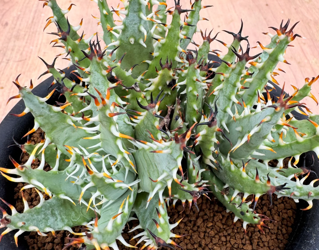 Aloe erinacea 10 Seeds