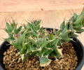 Euphorbia tortirama 5 Seeds