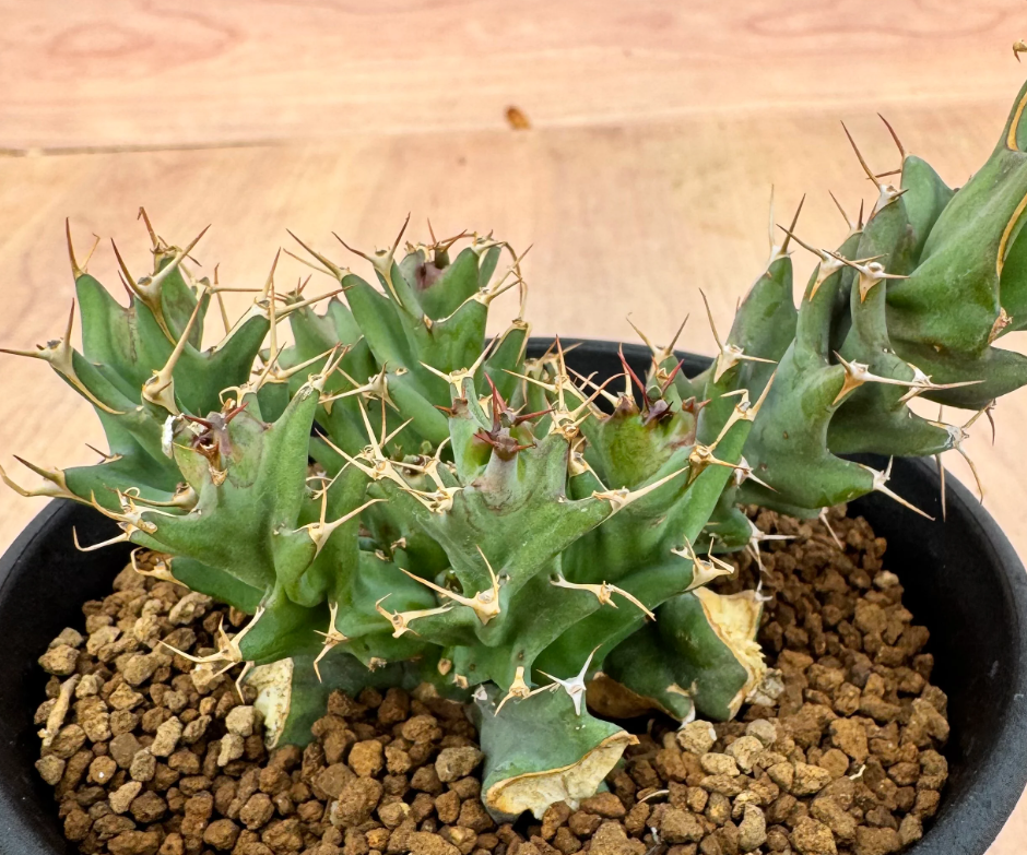 Euphorbia tortirama 5 Seeds