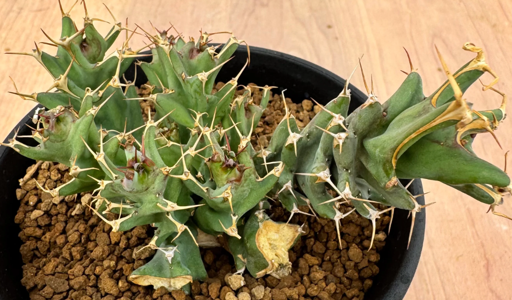 Euphorbia tortirama 5 Seeds
