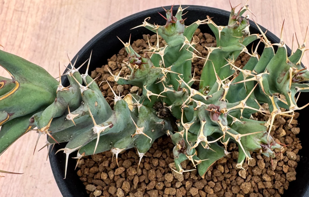 Euphorbia tortirama 5 Seeds