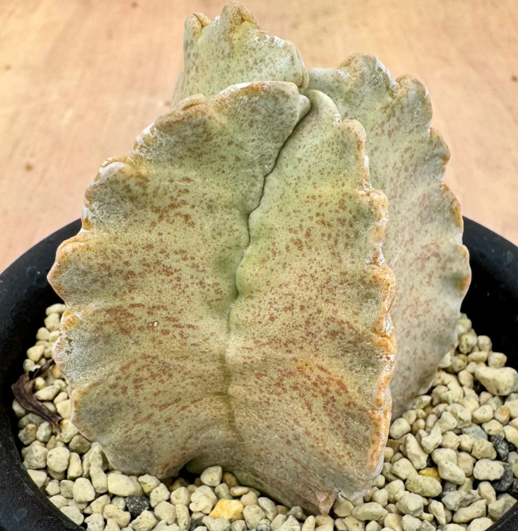 Whitesloanea crassa 6 Seeds