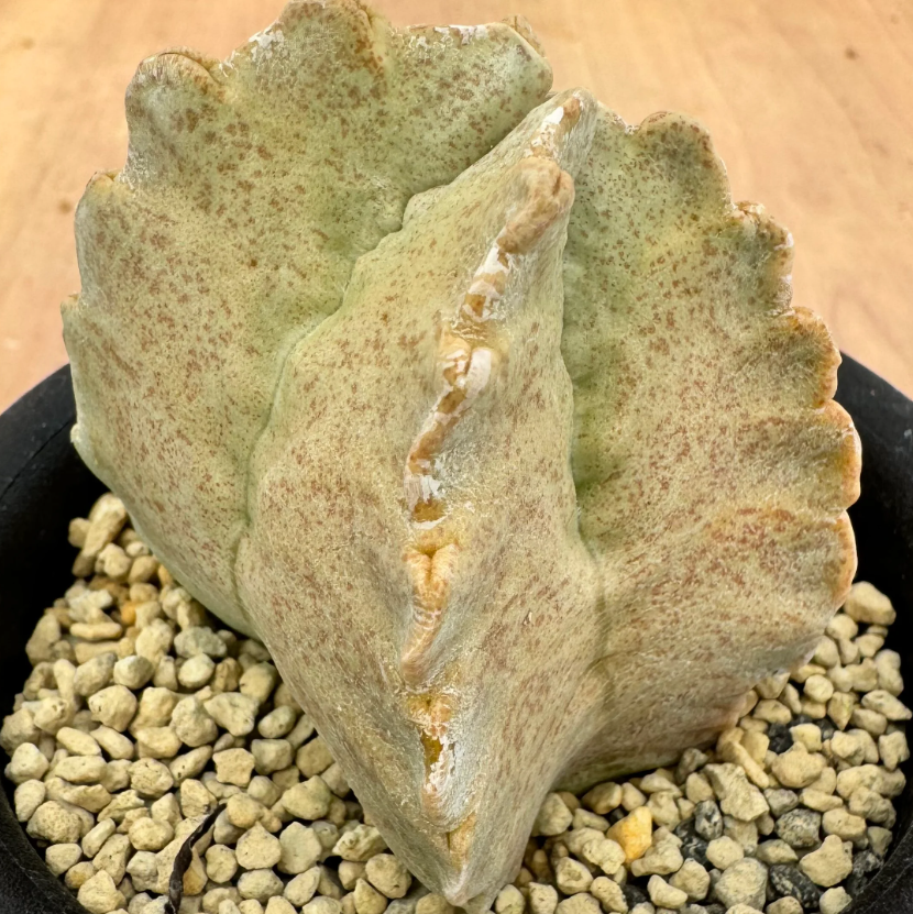 Whitesloanea crassa 6 Seeds