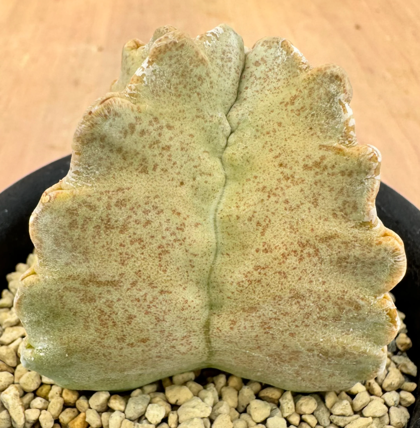 Whitesloanea crassa 6 Seeds