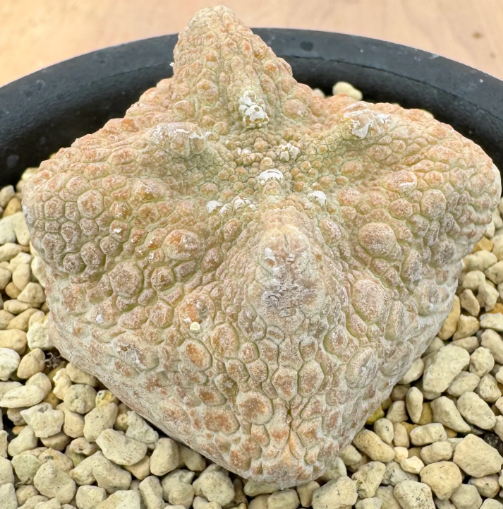 Pseudolithos cubiforme 5 Seeds