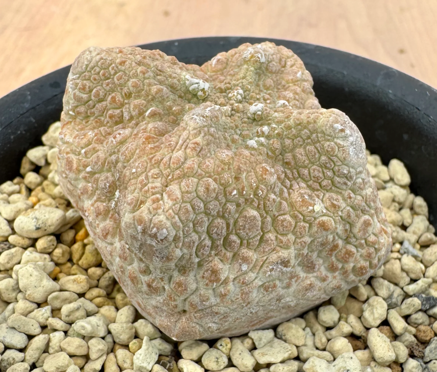 Pseudolithos cubiforme 5 Seeds