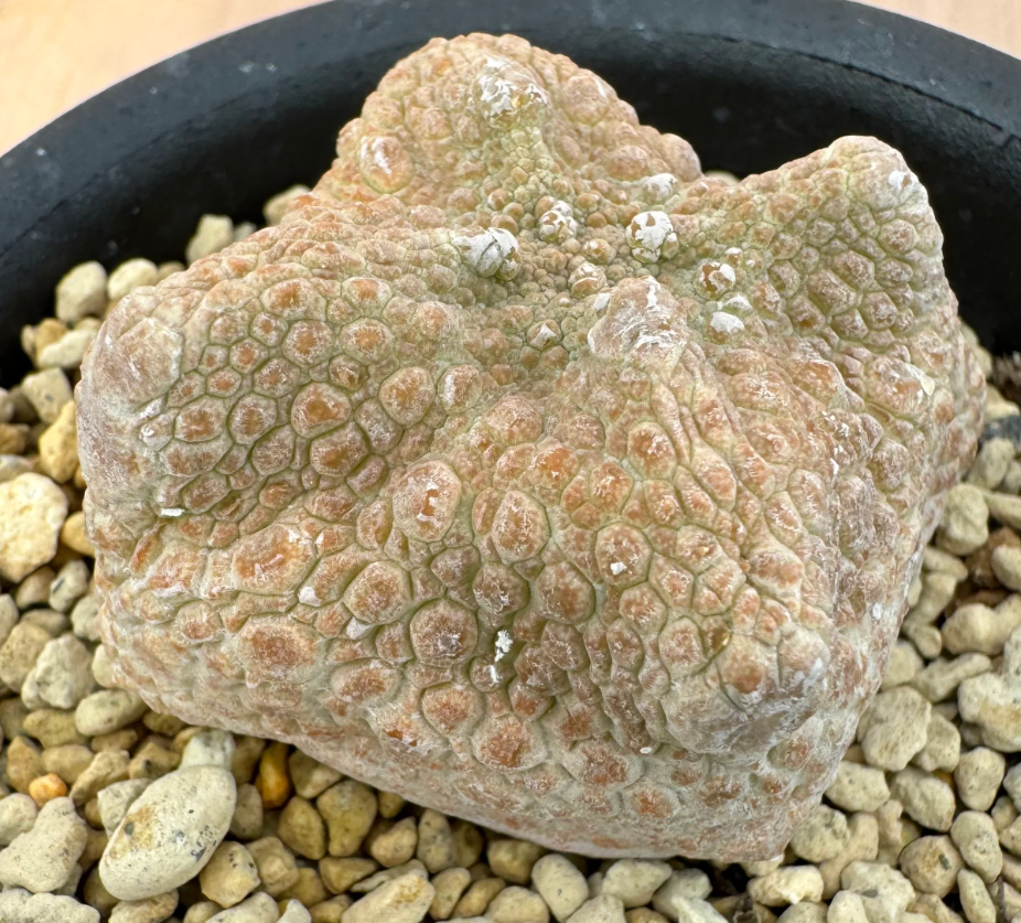 Pseudolithos cubiforme 5 Seeds