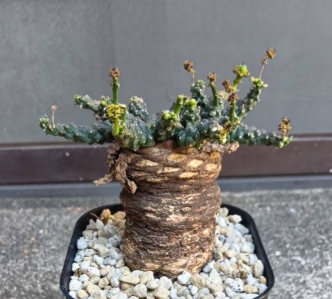 Euphorbia gatbergensis 5 Seeds