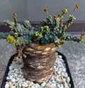Euphorbia gatbergensis 5 Seeds