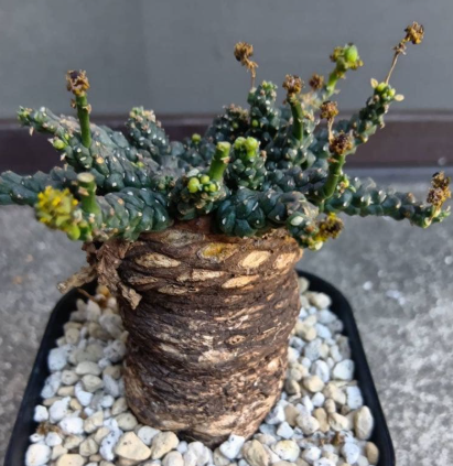 Euphorbia gatbergensis 5 Seeds