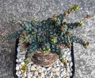Euphorbia gatbergensis 5 Seeds