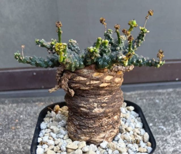Euphorbia gatbergensis 5 Seeds