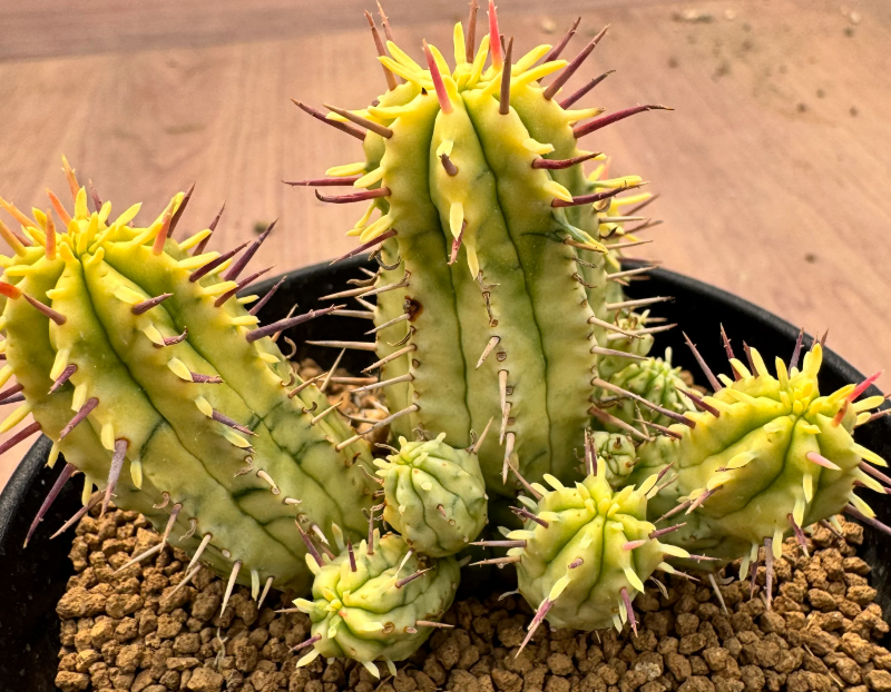 Euphorbia enopla variegated 5 Seeds