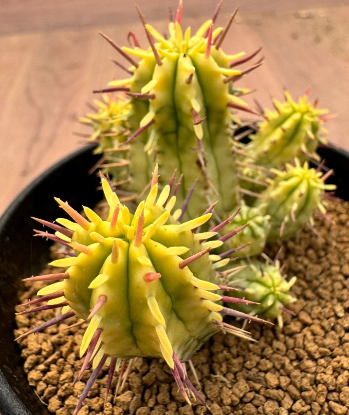 Euphorbia enopla variegated 5 Seeds