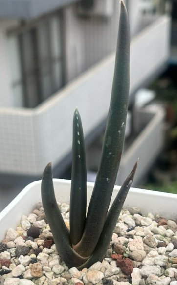 Aloe suzannae 10 Seeds