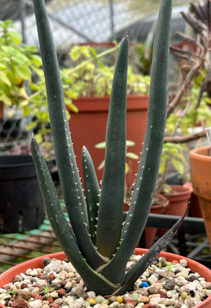 Aloe suzannae 10 Seeds