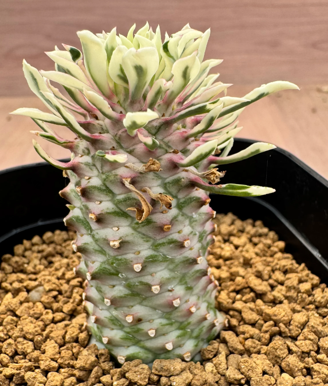 Euphorbia hyb. (E.bupleurfolia × E.'Gabizan'5 Seeds