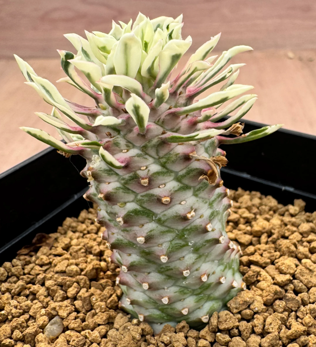 Euphorbia hyb. (E.bupleurfolia × E.'Gabizan'5 Seeds