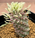 Euphorbia hyb. (E.bupleurfolia × E.'Gabizan'5 Seeds