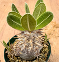 Pachypodium densiflorum var. brevicalyx 6 Seeds