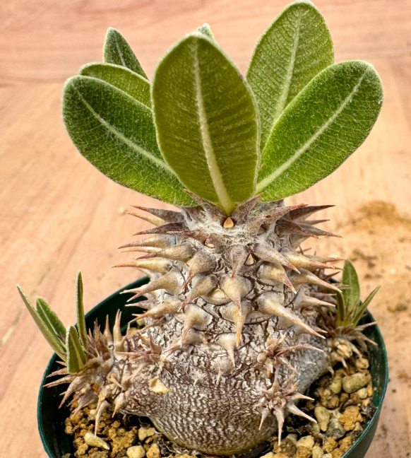 Pachypodium densiflorum var. brevicalyx 6 Seeds