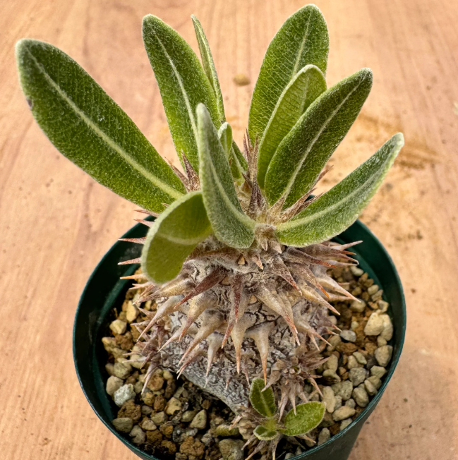Pachypodium densiflorum var. brevicalyx 6 Seeds