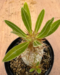 Pachypodium makayense 6 Seeds