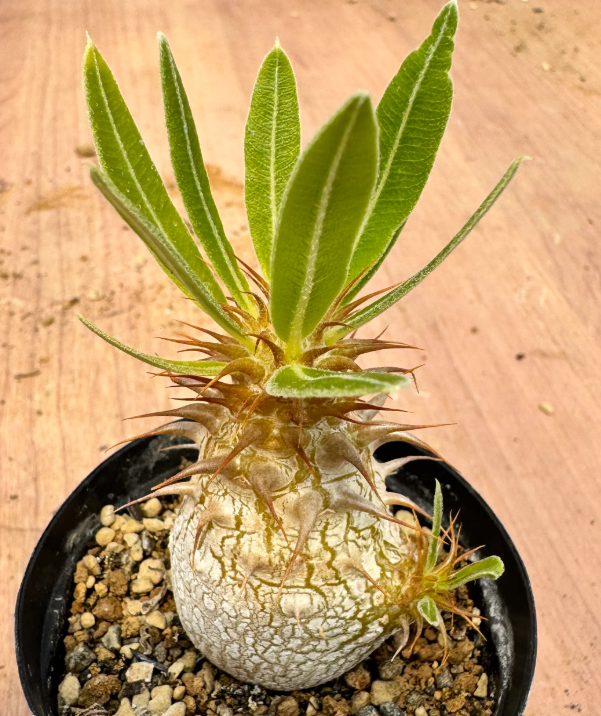 Pachypodium makayense 6 Seeds