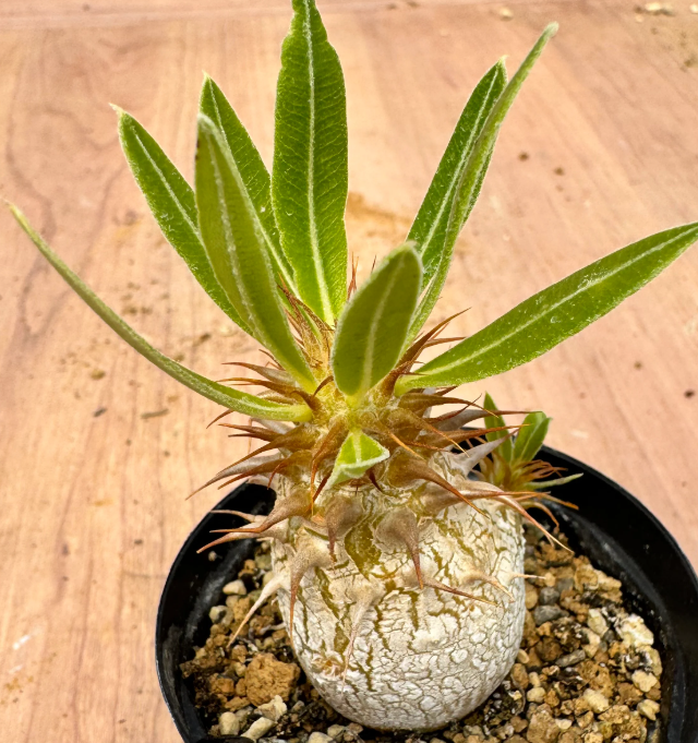 Pachypodium makayense 6 Seeds