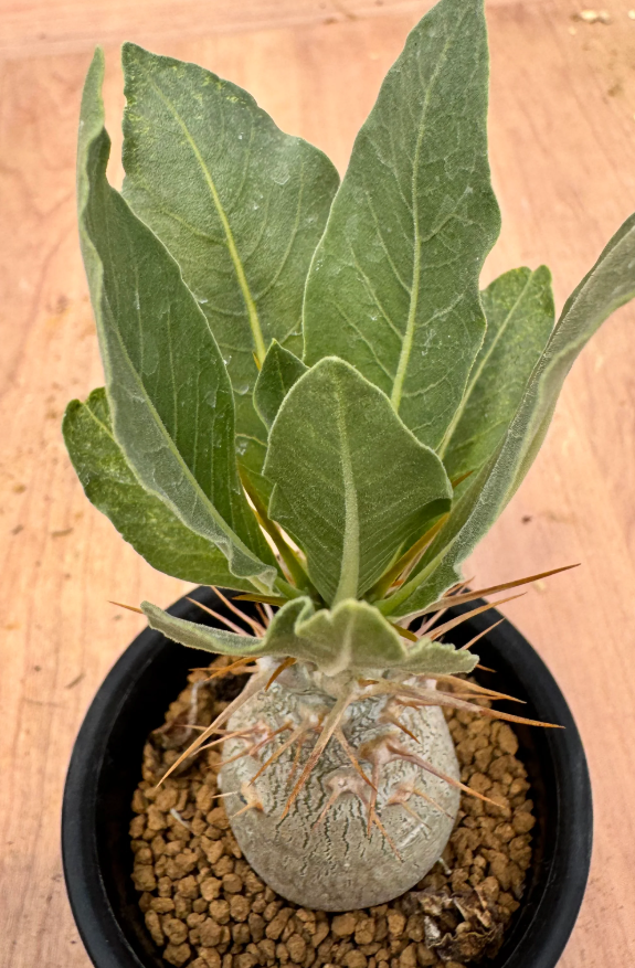 Pachypodium lealii 6 Seeds