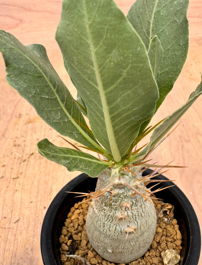 Pachypodium lealii 6 Seeds