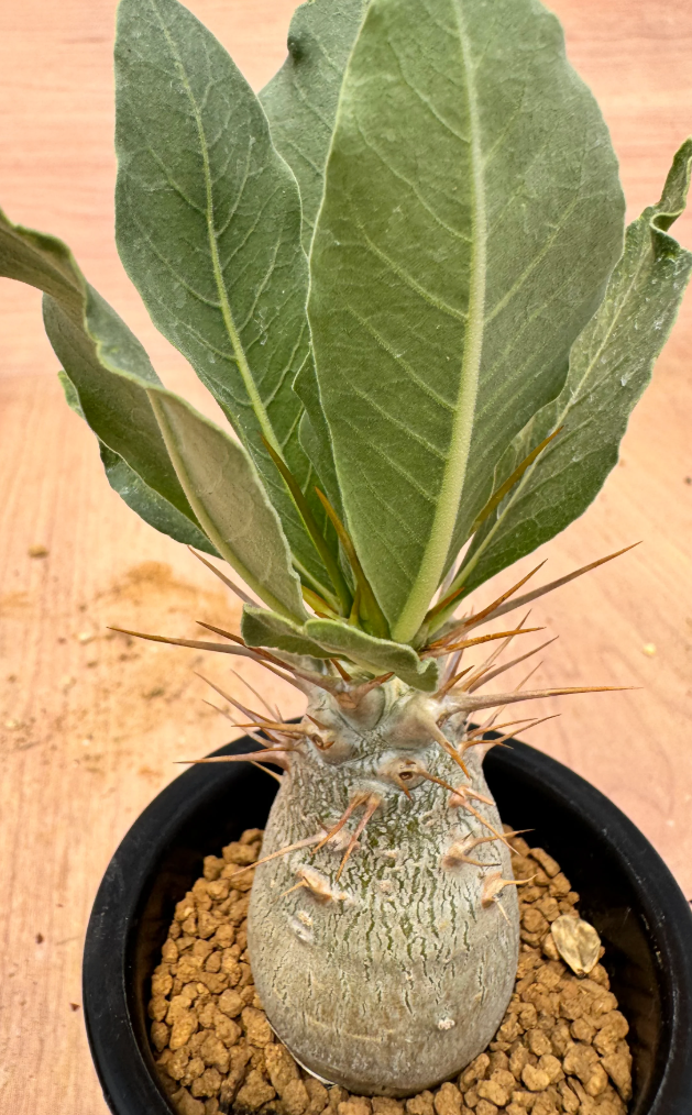 Pachypodium lealii 6 Seeds