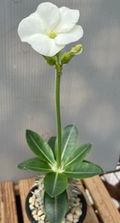 Pachypodium brevicaule var. leucoxanthum' 6 Seeds