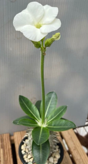 Pachypodium brevicaule var. leucoxanthum' 6 Seeds