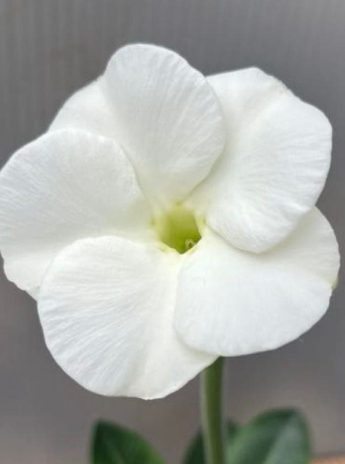 Pachypodium brevicaule var. leucoxanthum' 6 Seeds