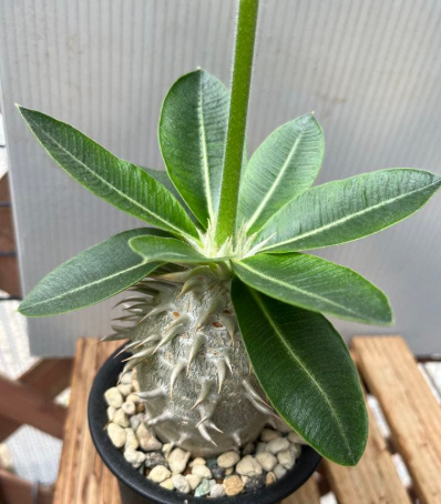 Pachypodium brevicaule var. leucoxanthum' 6 Seeds