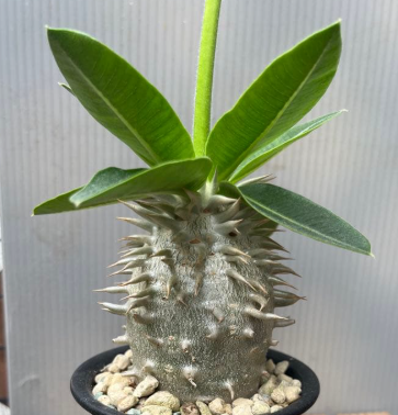 Pachypodium brevicaule var. leucoxanthum' 6 Seeds