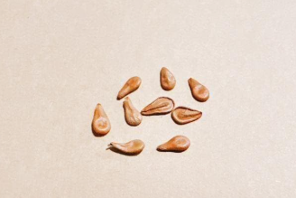 Pachypodium windsorii 6 Seeds