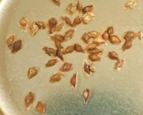 Boswellia nana 5 Seeds