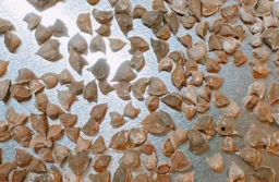 Boswellia rivae 5 Seeds