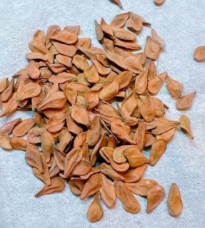 Pachypodium lealii 6 Seeds