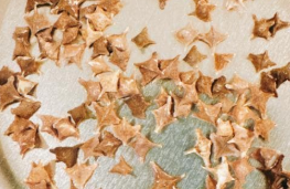 Boswellia Neglecta 5 Seeds