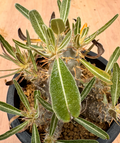 Pachypodium rosulatum v.gracilis 6 Seeds