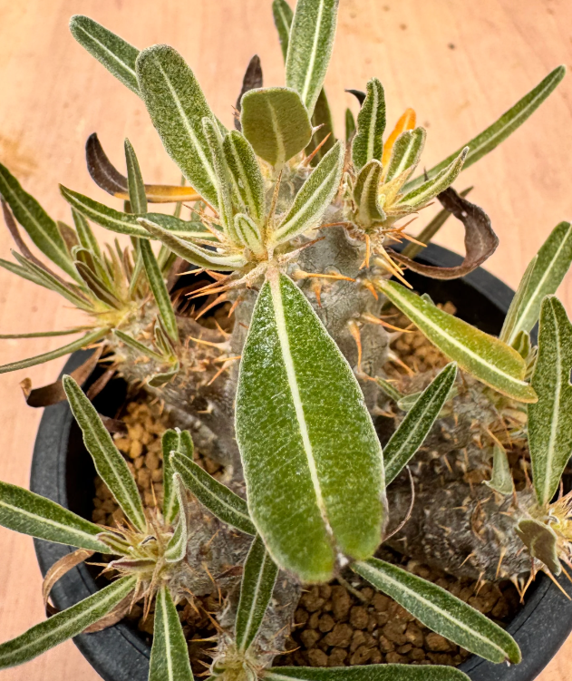 Pachypodium rosulatum v.gracilis 6 Seeds