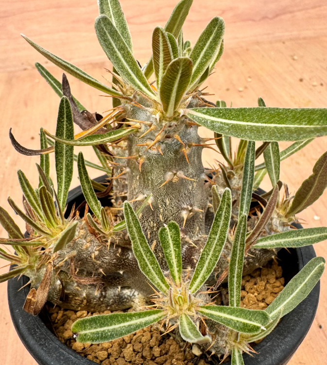 Pachypodium rosulatum v.gracilis 6 Seeds
