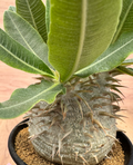 Pachypodium rosulatum v.eburneum 6 Seeds