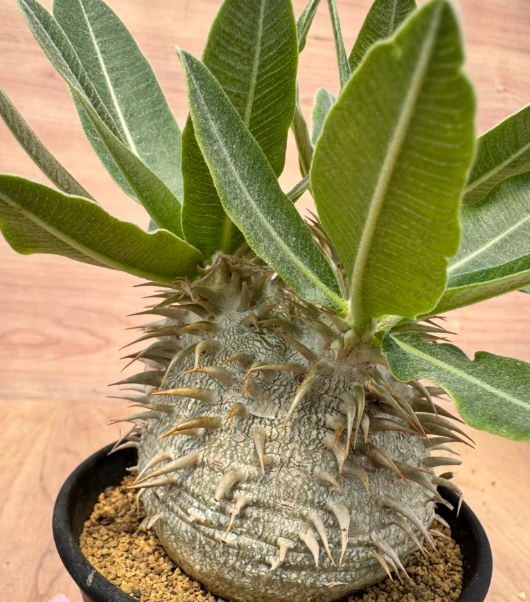 Pachypodium rosulatum v.eburneum 6 Seeds